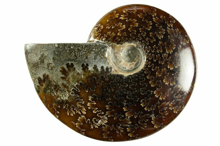 Polished Ammonite (Cleoniceras) Fossil - Madagascar #344301